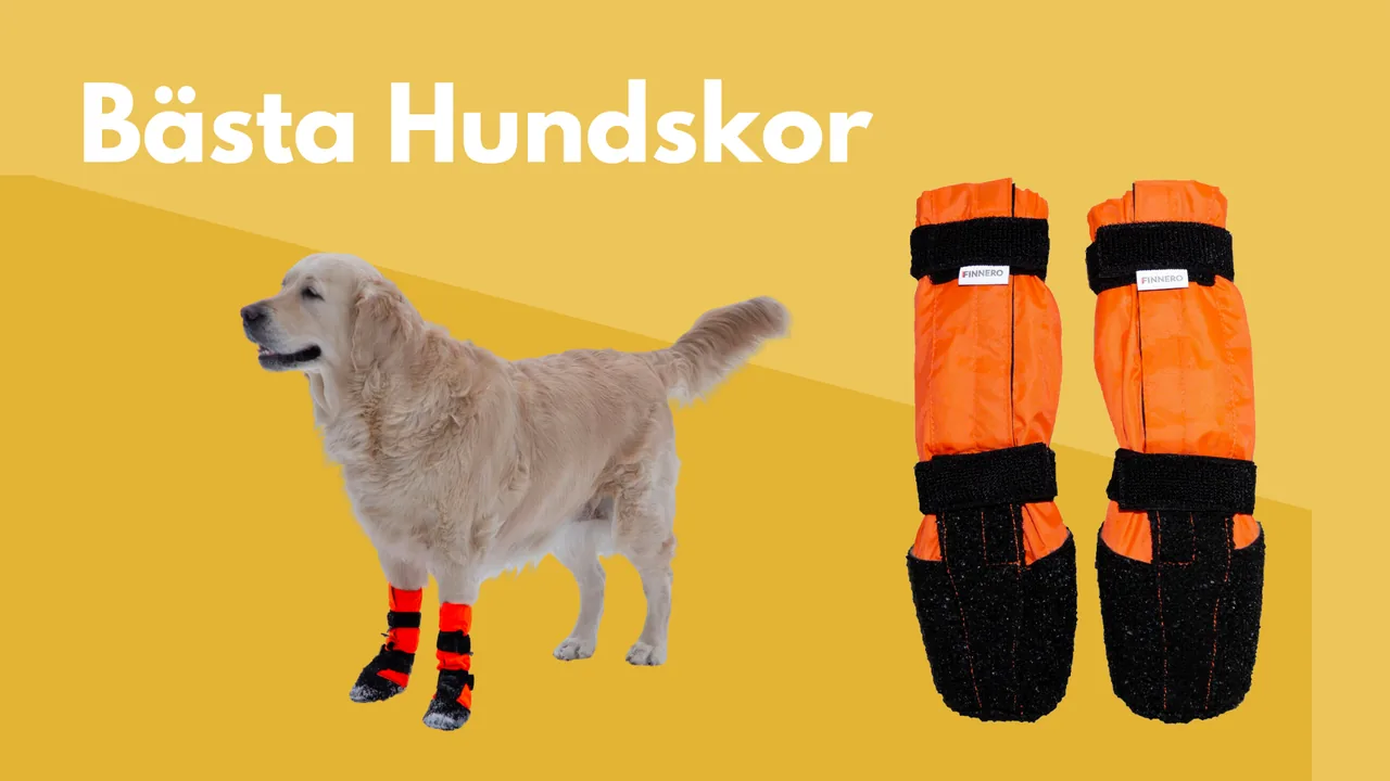Hundskor