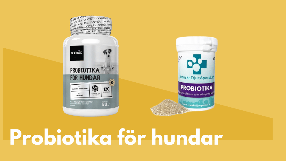 Probiotika f&ouml;r hund thumbnail bild